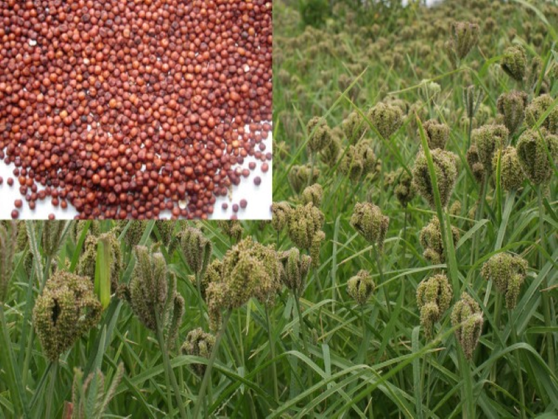 Finger Millet Farming