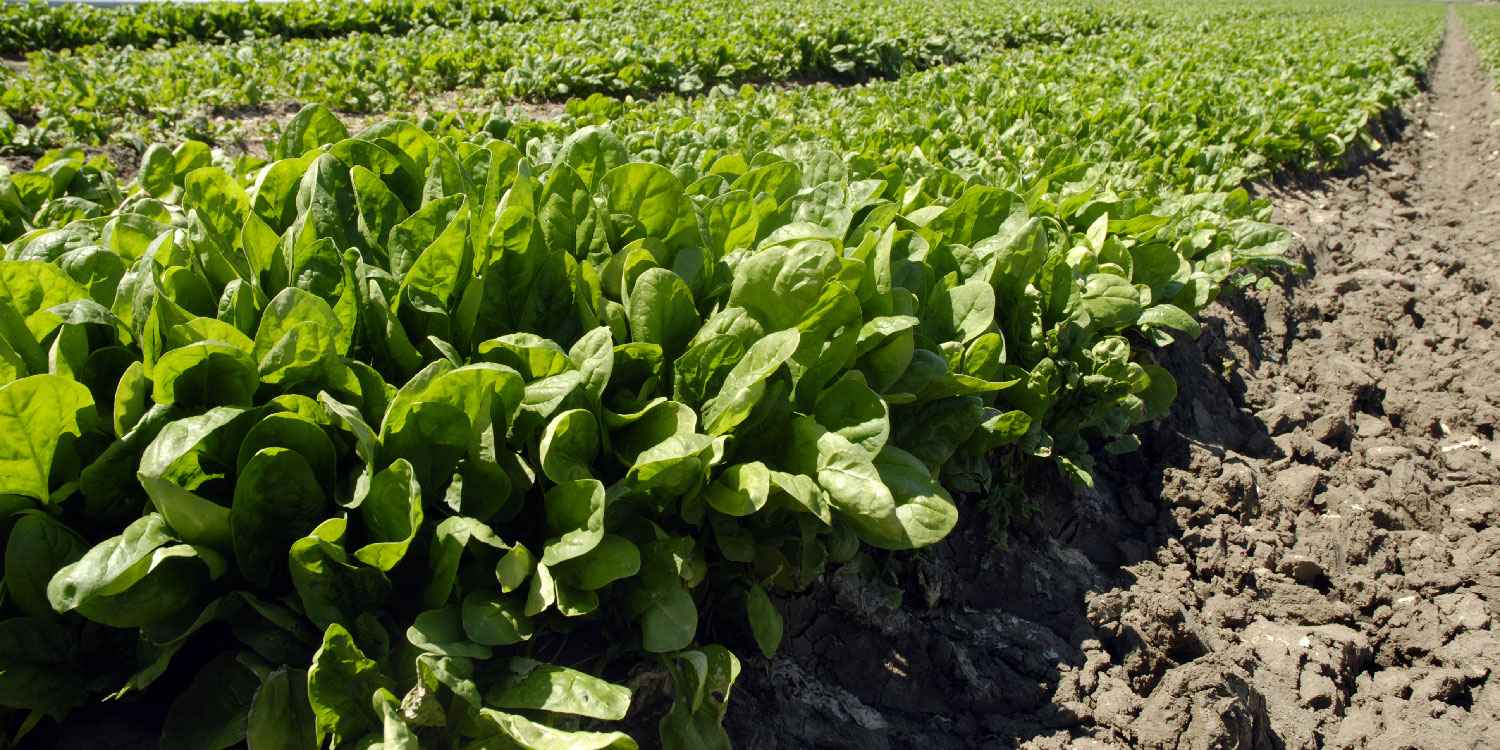 Spinach Cultivation