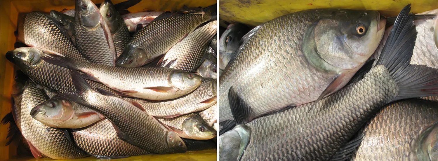 Fish Farming