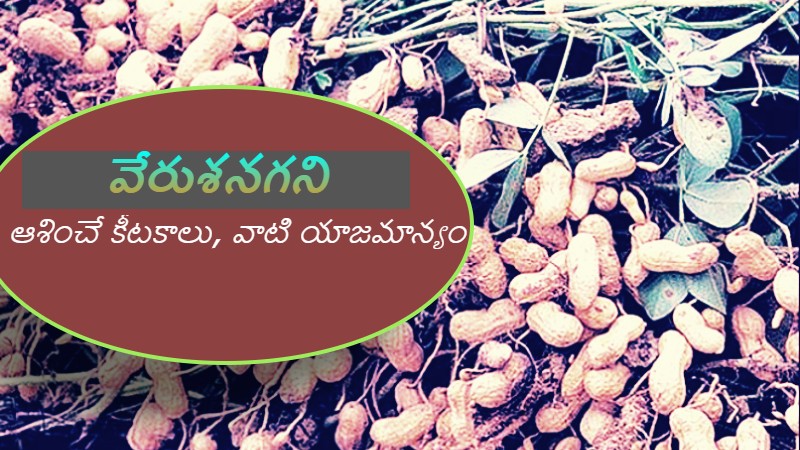 వేరుశనగని ఆశించే కీటకాలు, వాటి యాజమాన్యం !