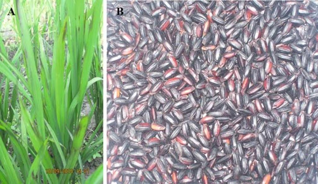 Black rice crop