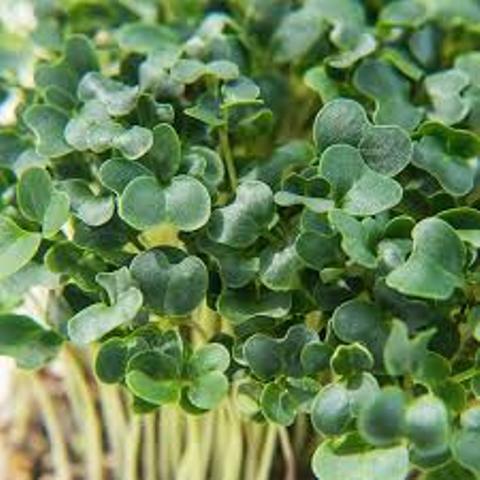 Micro Green Plant