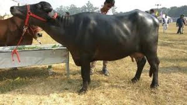 Different Buffaloes Breed in India