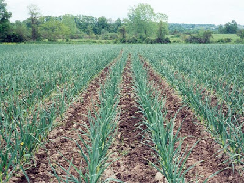 garlic crop