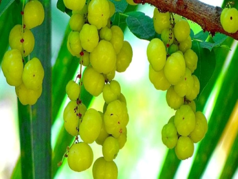 Amla Cultivation