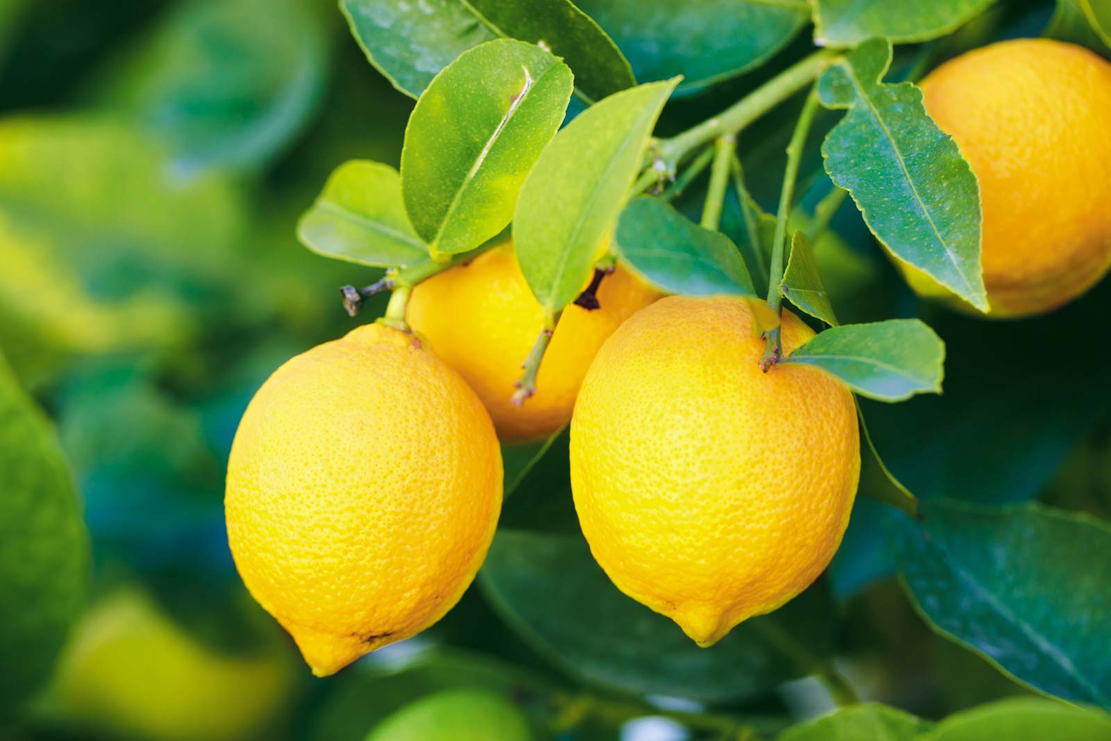 Lemon Tree