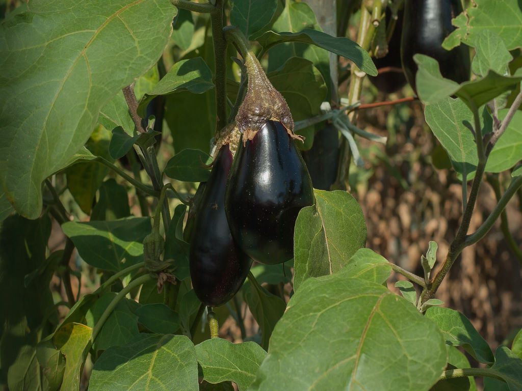 BT Brinjal Plant