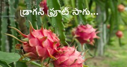 డ్రాగన్ ఫ్రూట్ సాగు పై వ్యవసాయ మరియు రైతుల సంక్షేమ మంత్రిత్వ శాఖ సమావేశం: 5 సంవత్సరాల వార్షిక కార్యాచరణ కై నిపుణుల పిలుపు