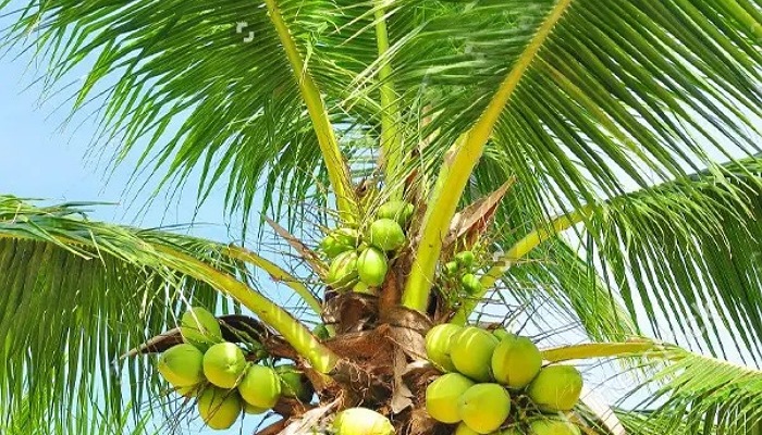 High yielding indigenous hybrid varieties of coconut