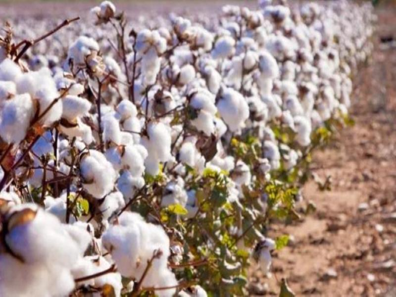 Cotton Cultivation