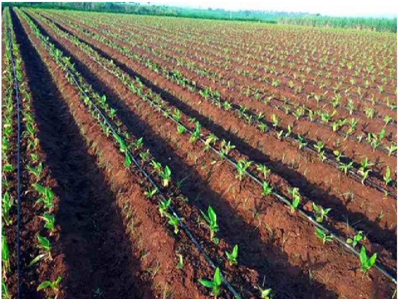 Turmeric Cultivation
