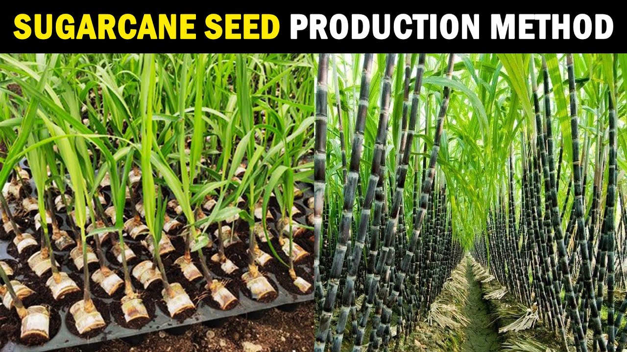 Sugar Cane crop
