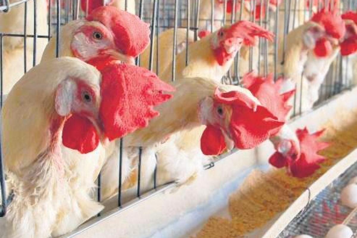 Poultry Industry