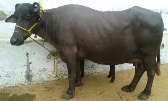 NEli Rava Breed