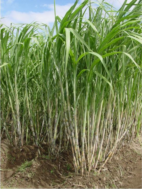 Co-99004 type of sugar cane crop