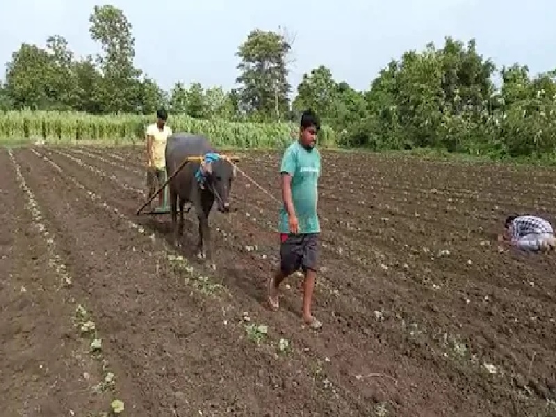 YOUNG FARMER
