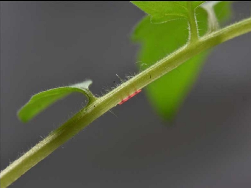 Microsensors
