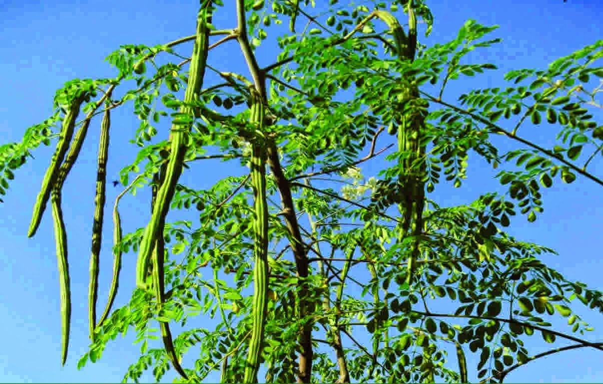 DrumStick Tree