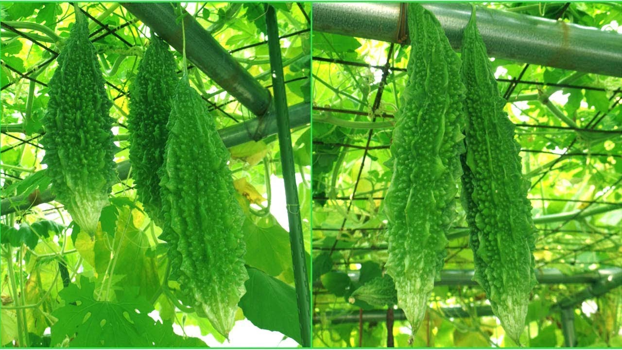 Bitter Gourd
