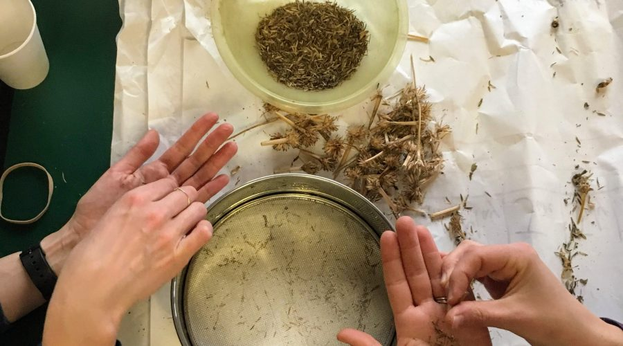 Seed Cleaning