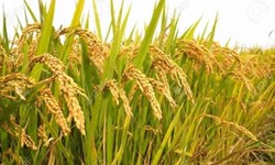 Minimum Supporting Price: కనీస మద్దతు ధర కోసం కమిటీని ఏర్పాటు చేసే పనిలో కేంద్ర ప్రభుత్వం : నరేంద్ర సింగ్ తోమర్!