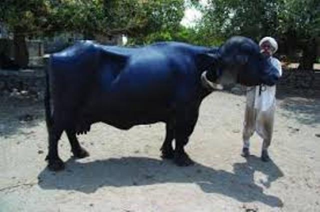jaffarbadi Buffalo Breed