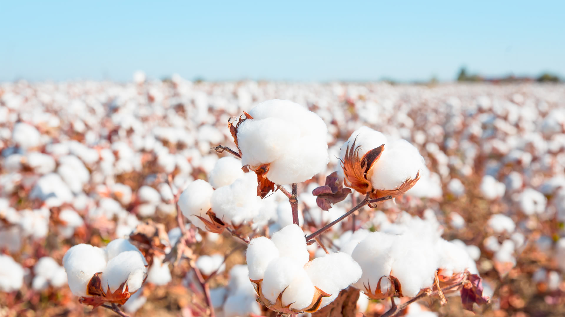 cotton production