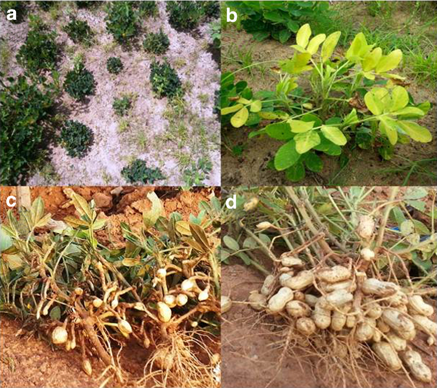 Ground Nut Crop Plant Stages