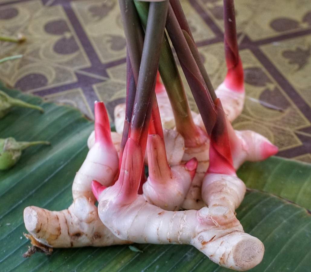 ginger production.