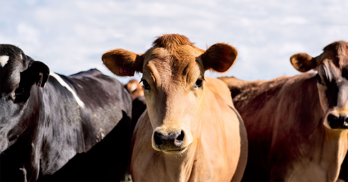 Inflammatory disease in cow