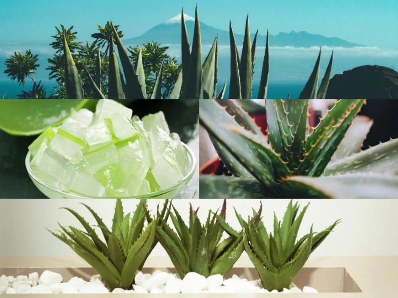 Aloevera Cultivation