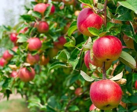 6000 varities of Apple