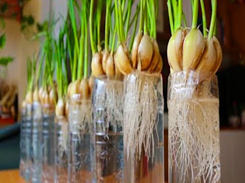 Garlic Farming