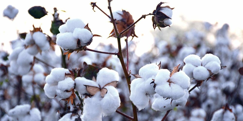 Cotton Production