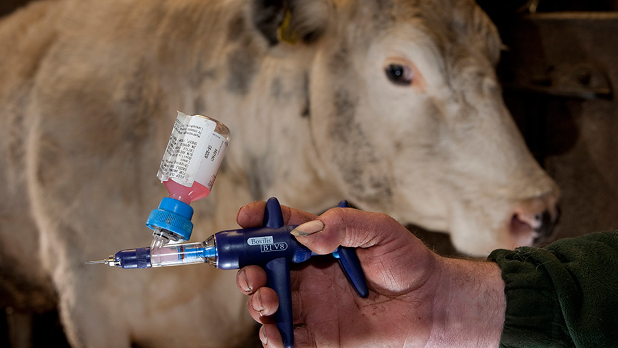 Bluetongue in Cattle and Sheep