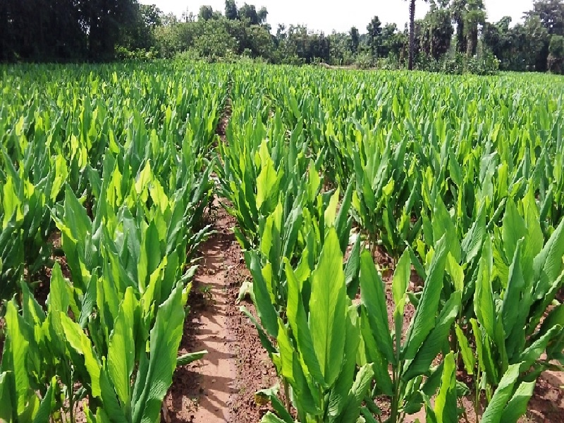 turmeric crop