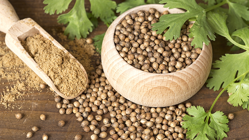 Coriander Cultivation