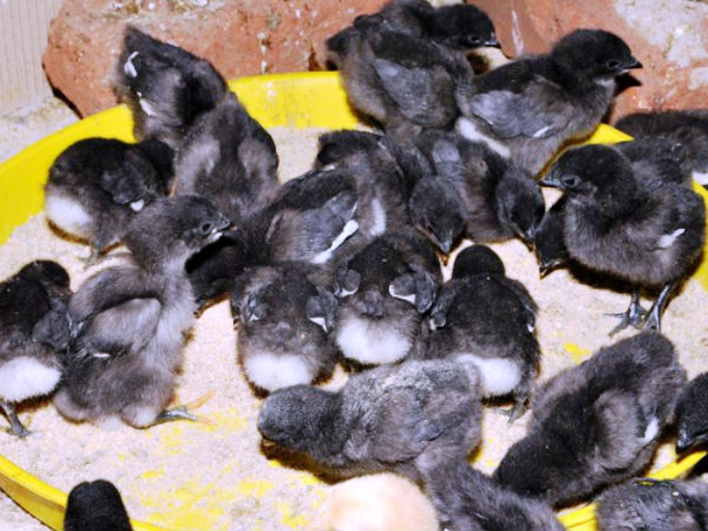 Black Hen Chicks