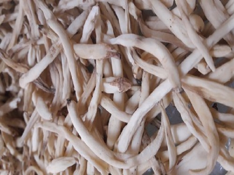 white musli
