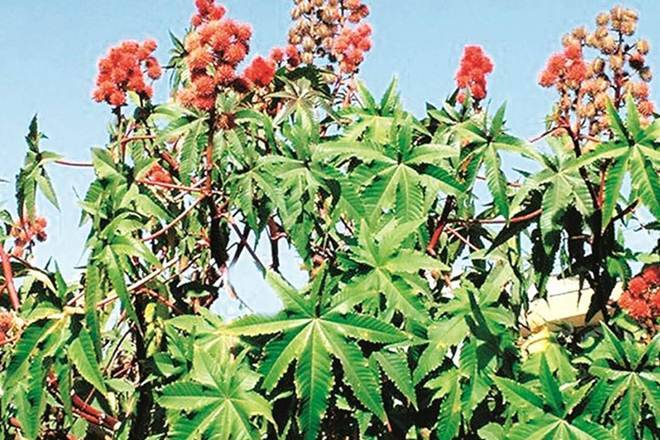 Castor Crop Cultivation