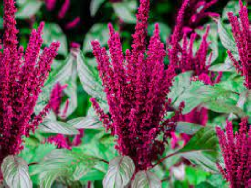 Amaranth Growing