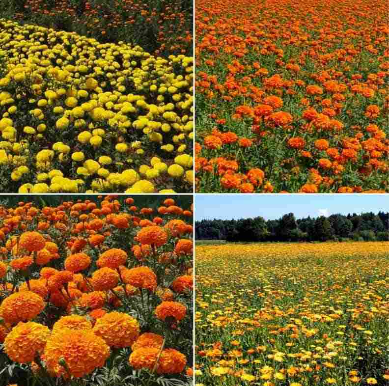 Marigold cultivation