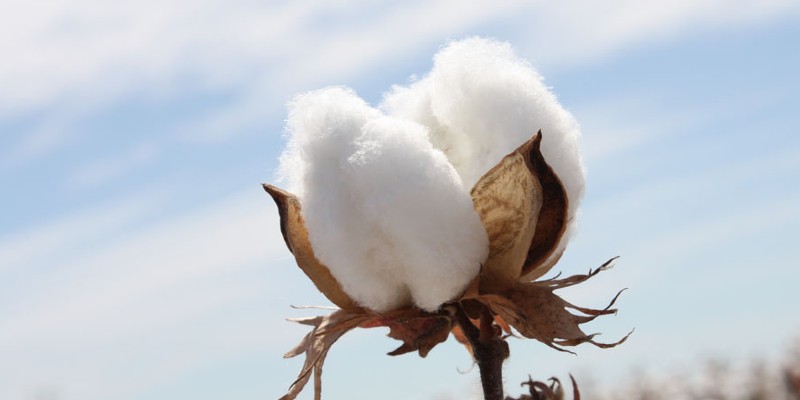 Cotton Crop