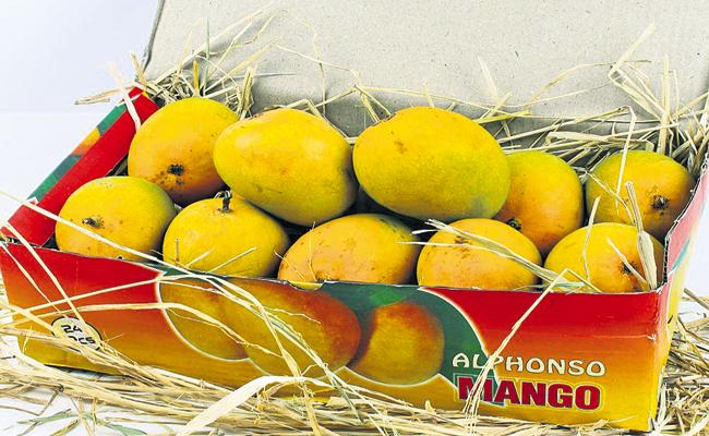 Mangoes From Andhra Pradesh