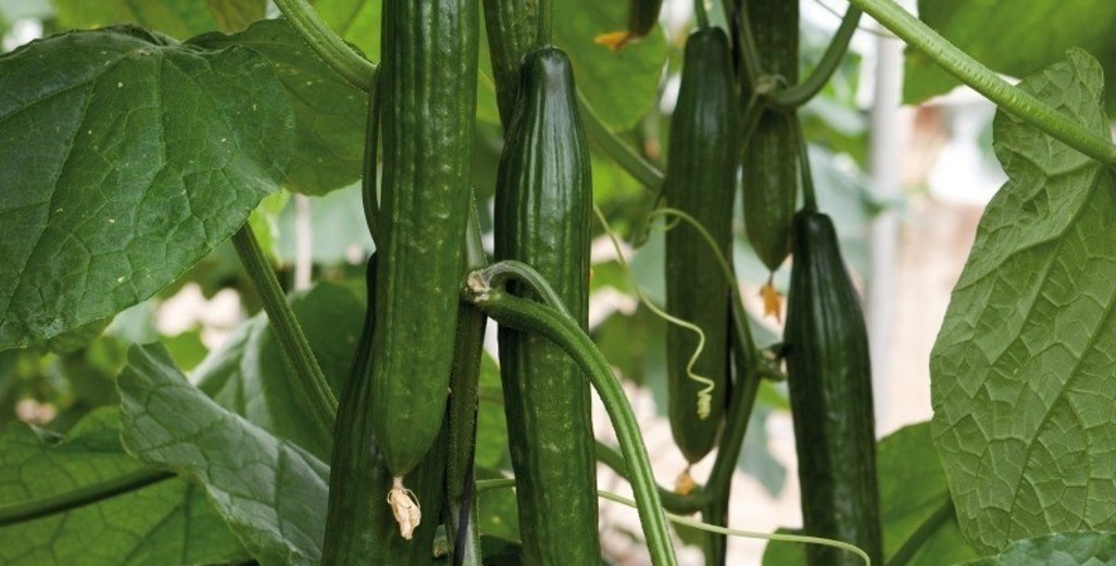 Seedless Cucumber