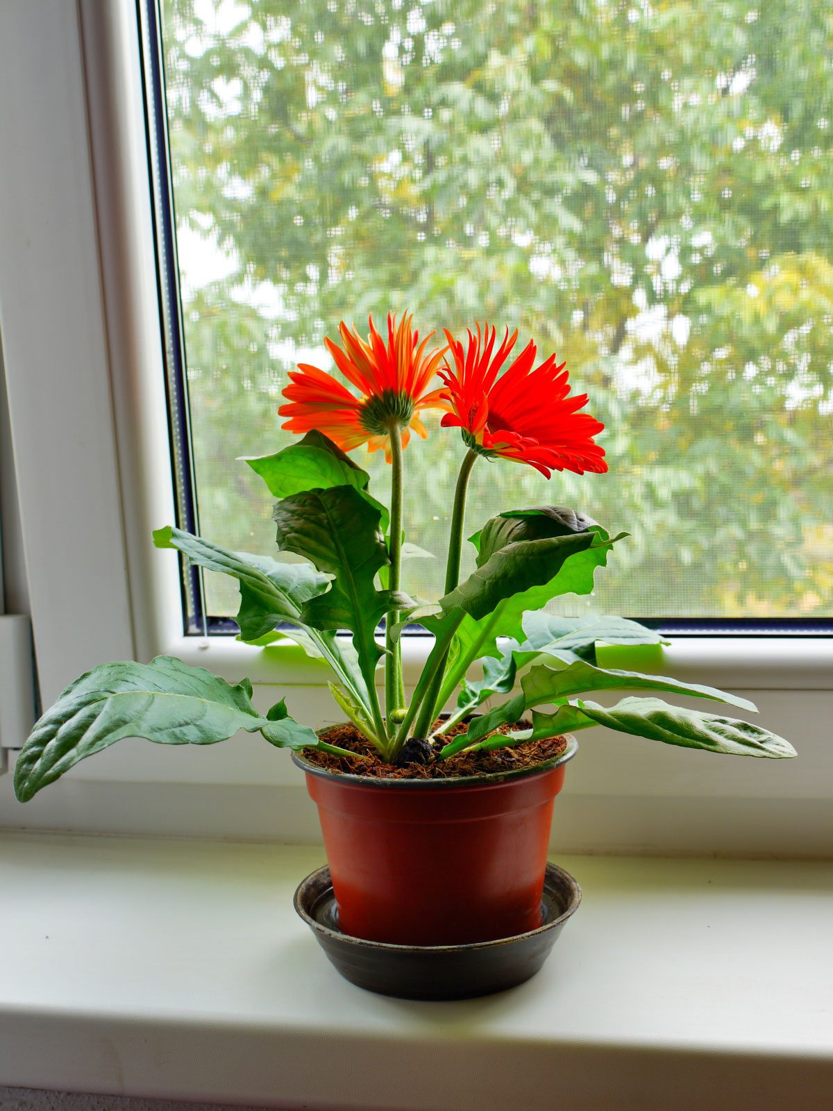 Oxygen Plants in internal