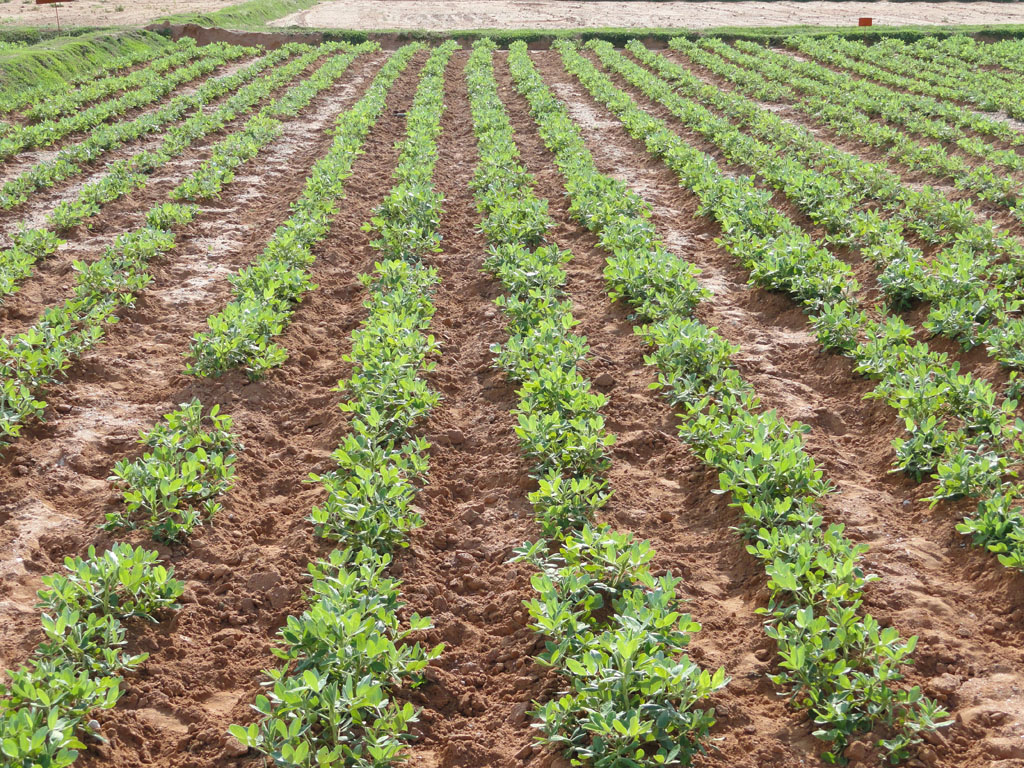 Ground Nut Crop