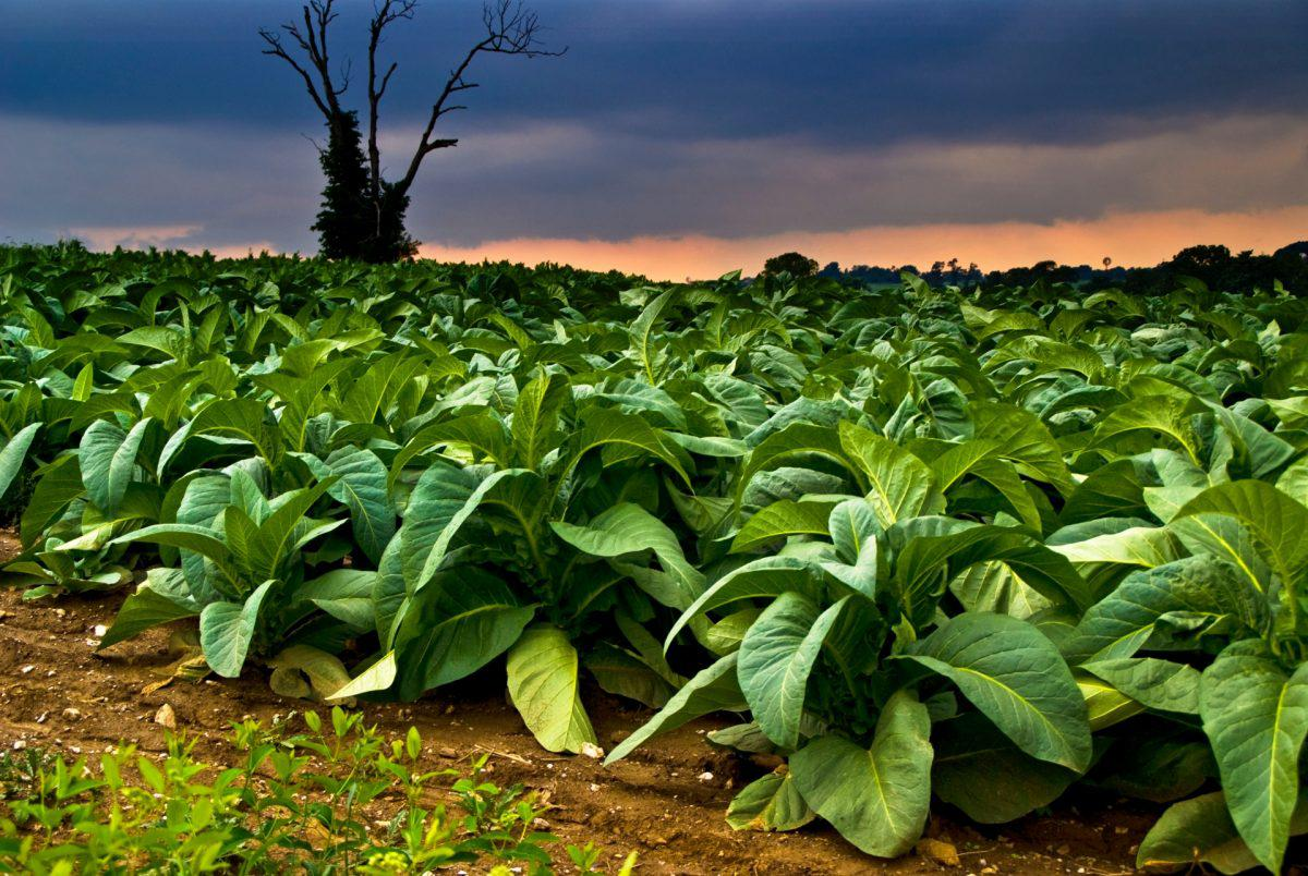 Tobacco Farming