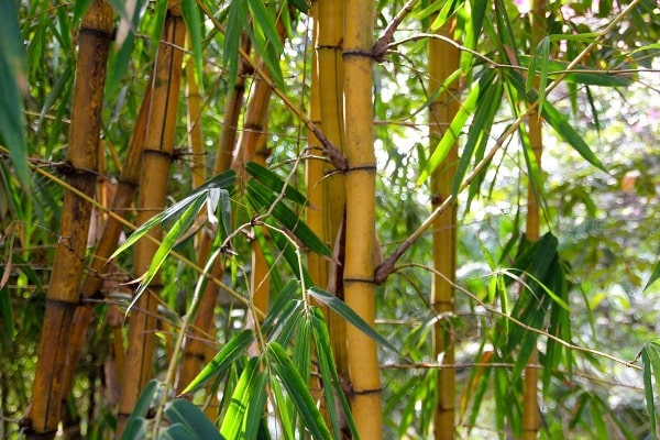 Bamboo Farming