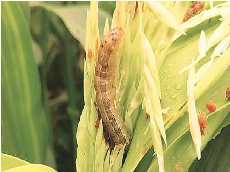 Armyworm